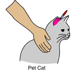 Pet Cat